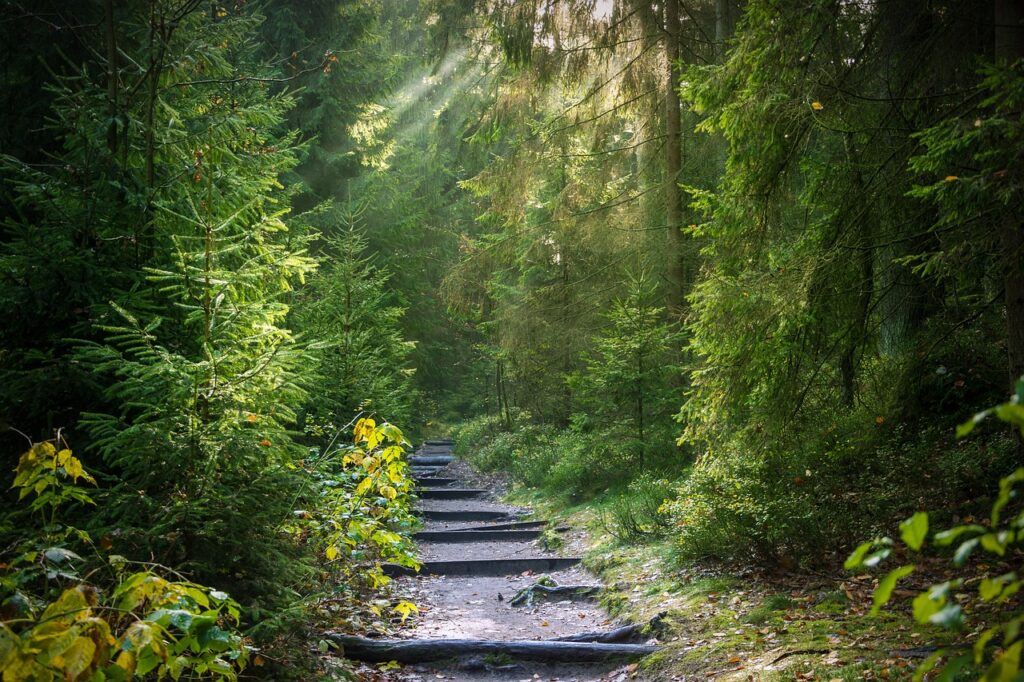 a path in the forest symbolizing the journey of finding ones self through therapy